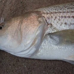 Penn Slammer III Spinning Reels -J&H Shop image 1177