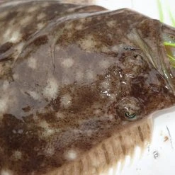 Tsunami Slimwave Casting Rods -J&H Shop image 1520