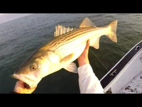 Tsunami Trophy Slow Pitch Jigging Casting Rods 5 Tsunami Trophy Slow Pitch Jigging Casting Rods - Image 3