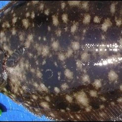 Tsunami Classic Casting Rods -J&H Shop image 1995